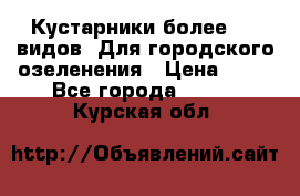 Кустарники более 100 видов. Для городского озеленения › Цена ­ 70 - Все города  »    . Курская обл.